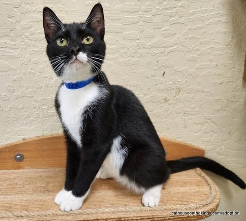 T-REX - Tuxedo available for adoption