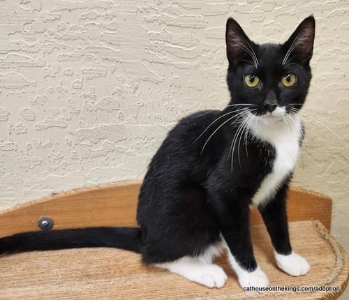 T-REX - Tuxedo available for adoption