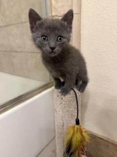 LUNA - Russian Blue available for adoption