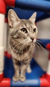 Mom Cat 28001 (Honey) - Photo 2