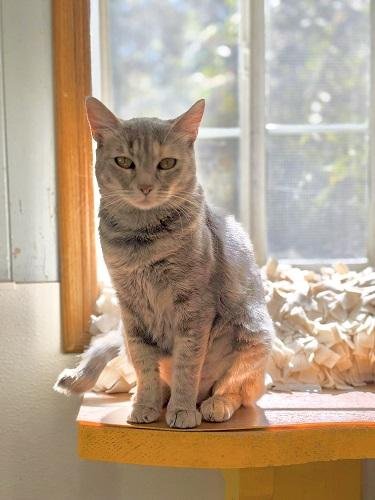 Mom Cat 28001 (Honey) Image