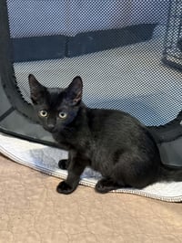 Kitten 28229 (Midnight) - Photo 4