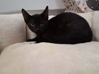 Kitten 28229 (Midnight) - Photo 2