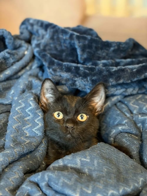 KITTEN 28229 (MIDNIGHT) - Domestic Short Hair available for adoption