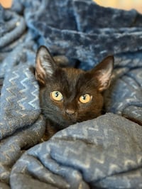 Kitten 28229 (Midnight) - Photo 3