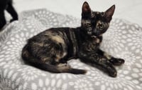 Kitten 28220 (Jillian) - Photo 3