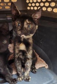 Kitten 28220 (Jillian) - Photo 4