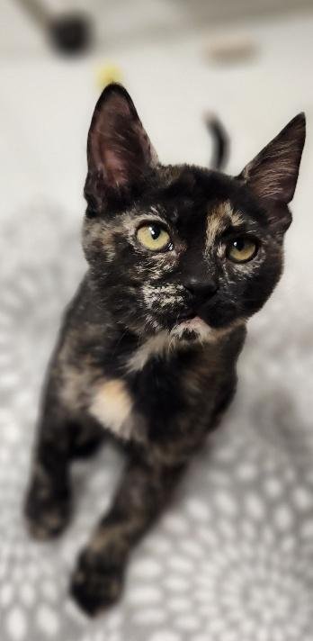 Kitten 28220 (Jillian) Image
