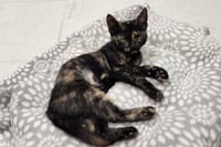 Kitten 28220 (Jillian) - Photo 2