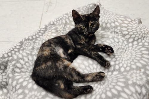 KITTEN 28220 (JILLIAN) - Tortoiseshell available for adoption