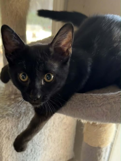 ANGUS - Domestic Short Hair available for adoption