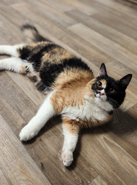 KITTEN 27795 (FETTUCCINE)