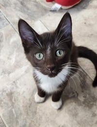 Kitten 27932 (Hershey) - Photo 1