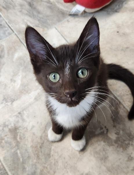 KITTEN 27932 (HERSHEY) - Burmese / Havana available for adoption
