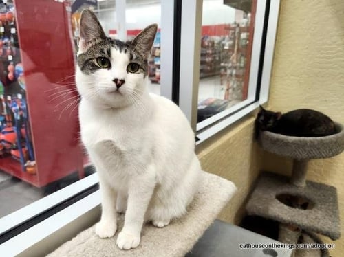 TINA - Tabby available for adoption