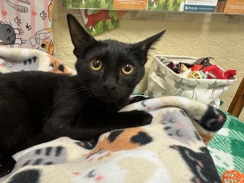 GIZMO - Domestic Short Hair for adoption in Fresno