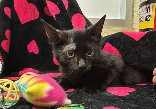 GIZMO - Domestic Short Hair available for adoption