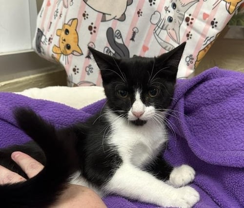 BAILEE - Domestic Short Hair available for adoption