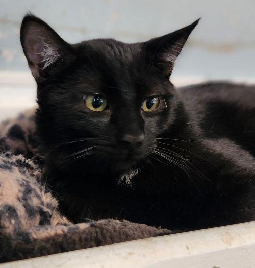 CAT 28163 (OIBS) - Domestic Short Hair available for adoption
