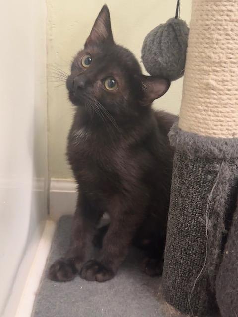 OIBS - Domestic Short Hair available for adoption