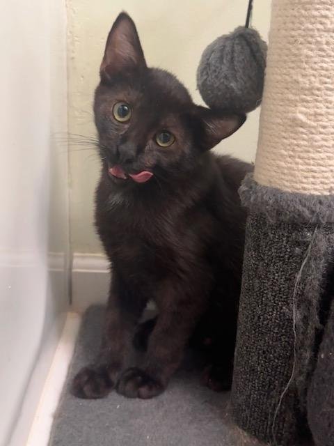 OIBS - Domestic Short Hair available for adoption