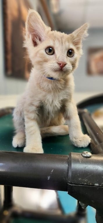 Kitten 27792 (Gnocchi) Image