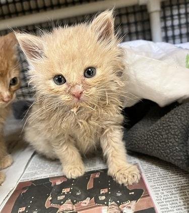 KITTEN 27792 (GNOCCHI) - Domestic Medium Hair available for adoption