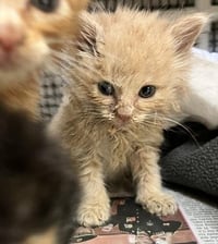 Kitten 27792 (Gnocchi) - Photo 3