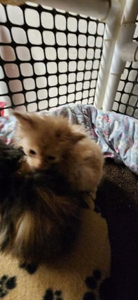 Kitten 27792 (Gnocchi) - Photo 4