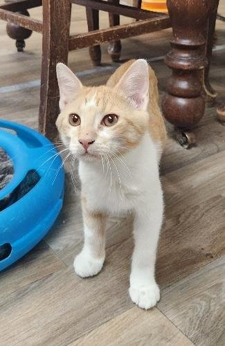 KITTEN 28006 (BUTTERSCOTCH)