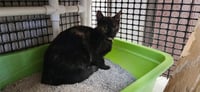 Cat 27623 (Tortellini) - Photo 1
