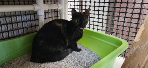 CAT 27623 (TORTELLINI) - Tortoiseshell available for adoption