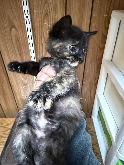CAT 27623 (TORTELLINI) - Tortoiseshell available for adoption