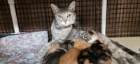 Mom Cat 28001 (Honey) - Photo 4