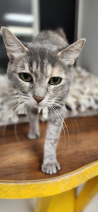 Mom Cat 28001 (Honey) - Photo 3