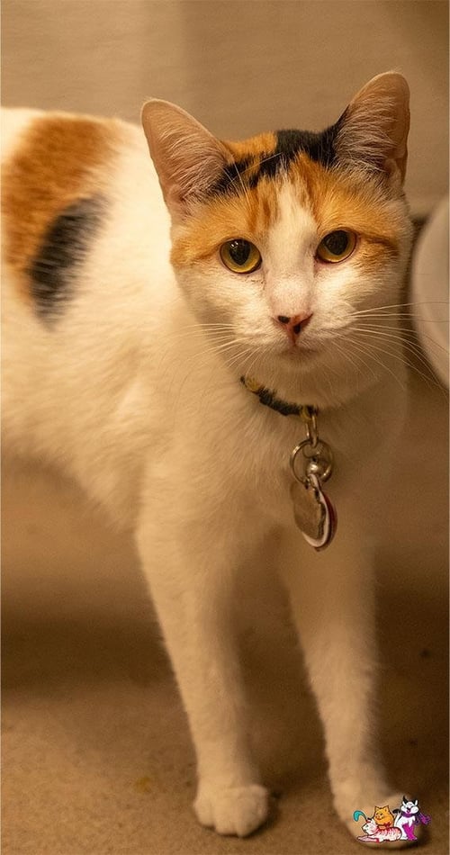 SUNFLOWER - Calico available for adoption