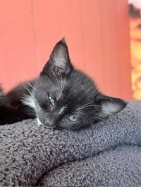 Binky - Photo 4