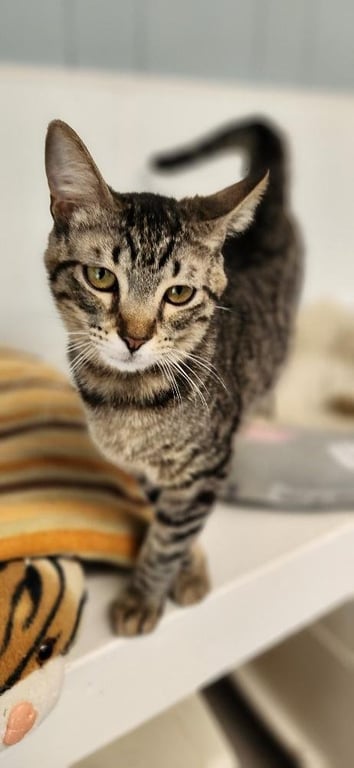 Cat 27541 (Karla) Image