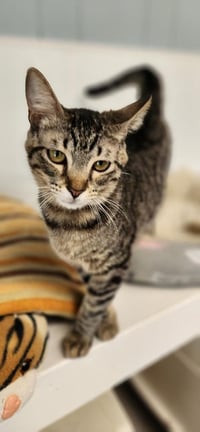 Cat 27541 (Karla) - Photo 1