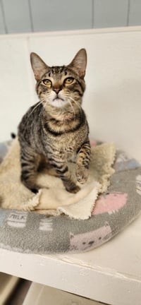 Cat 27541 (Karla) - Photo 2