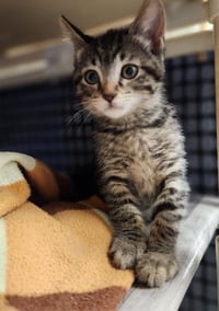 Cat 27541 (Karla) - Photo 3