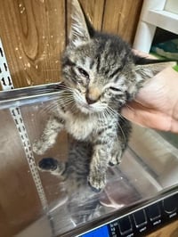 Cat 27541 (Karla) - Photo 4