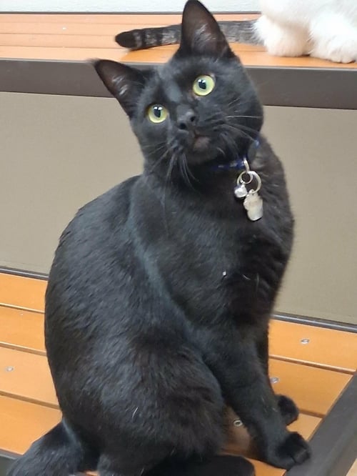KANYE - Domestic Short Hair available for adoption