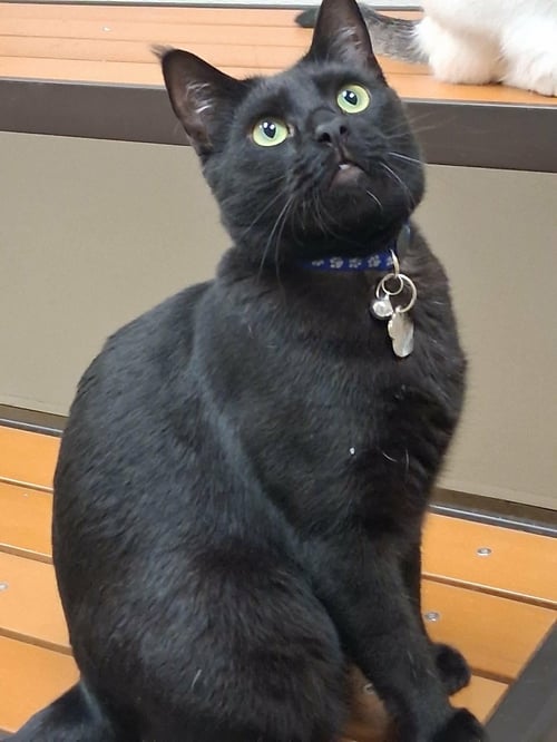 KANYE - Domestic Short Hair available for adoption