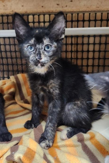 Kitten 27769 (Charlotte) Image