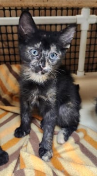 Kitten 27769 (Charlotte) - Photo 2