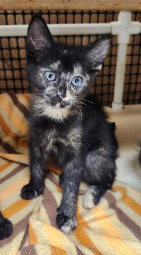 KITTEN 27769 (CHARLOTTE) - Tortoiseshell available for adoption