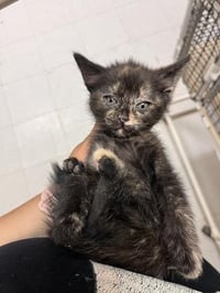 Kitten 27769 (Charlotte) - Photo 3