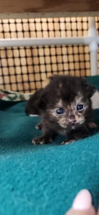 Kitten 27769 (Charlotte) - Photo 4