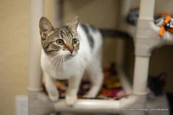 MIMSEY - Tabby available for adoption